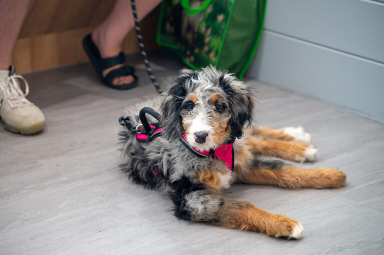 Animal Care Center of Anderson grand opening event, Anderson Township, Cincinnati