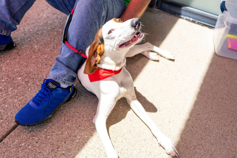 Animal Care Center of Anderson grand opening event, Anderson Township, Cincinnati